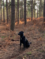 Load image into Gallery viewer, Barney in Woods with Handmade Dog Collar
